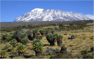 Kilimanjaro