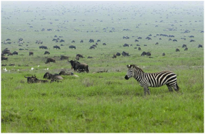Migration Zebra - Serengeti