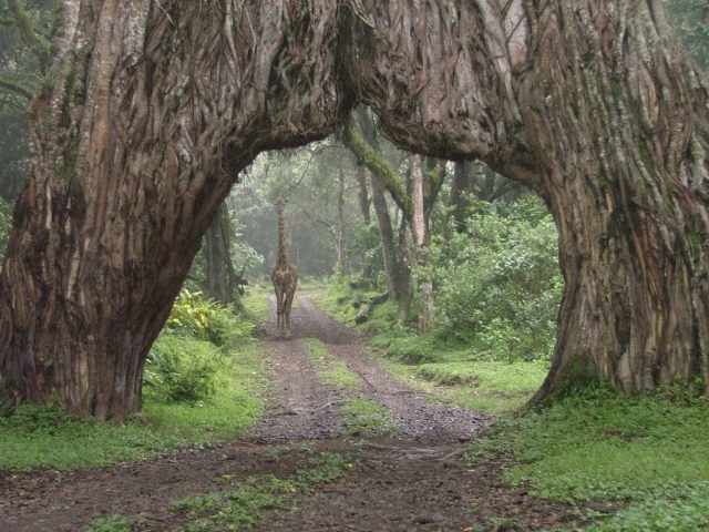 Arusha_Natinoal_Park Arusha_Natinoal_Park