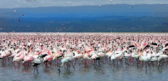 flamencos1 flamencos1
