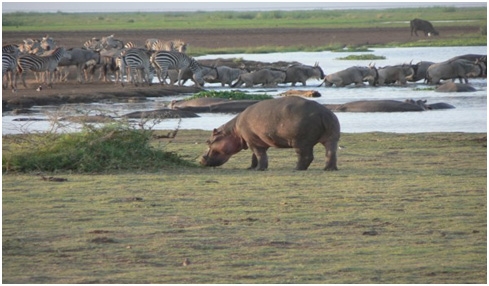 lake-manyara-national-park-1 lake-manyara-national-park-1