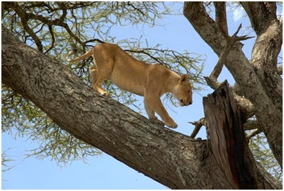 lake-manyara-national-park-2 lake-manyara-national-park-2