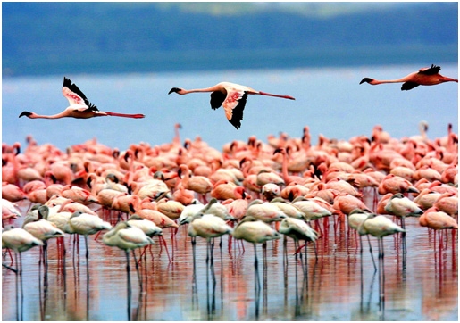 lake-manyara-national-park-3 lake-manyara-national-park-3