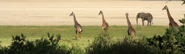 lake-manyara-national-park-overview-image lake-manyara-national-park-overview-image